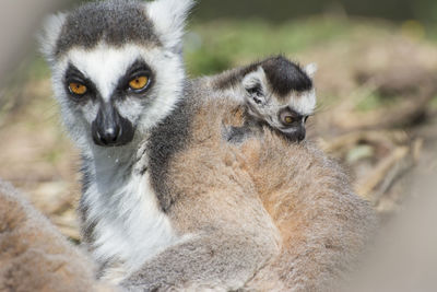 Close-up portrait of lemure and his son