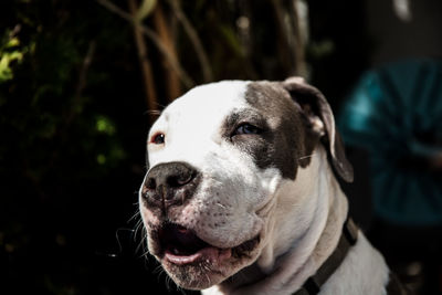 Close-up portrait of a dog