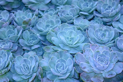 Full frame shot of blue and white flower