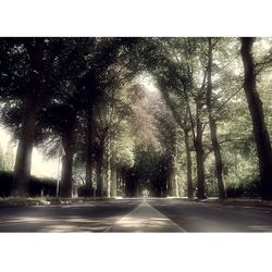 Empty road along trees