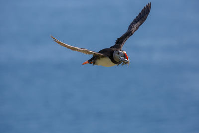 Puffin flying with fish in beak