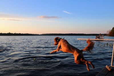 Dog in sea against sky during sunset