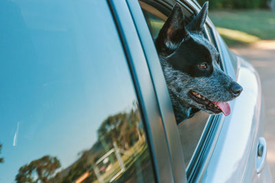 View of dog in car