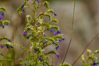 Close-up of purple flowering plant