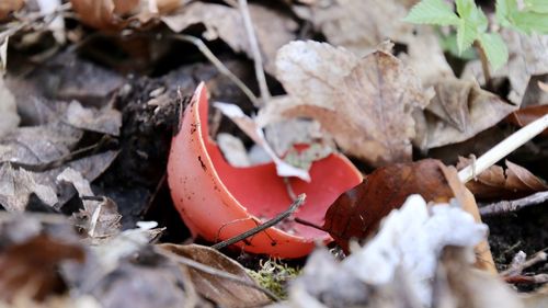 Close-up of mushroom growing on field