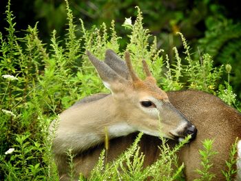 Close-up of deer amidst plants at field