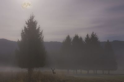 Trees on field against sky