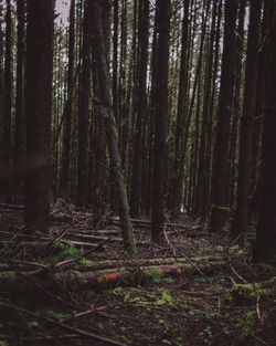 Trees in forest