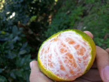 Close-up of hand holding orange