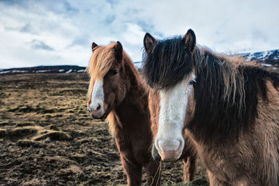 Horses grazing on field