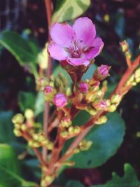 Close-up of pink flowers