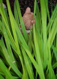 Close-up of bird on grass