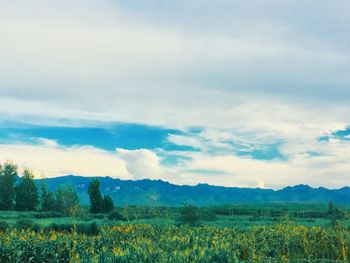 Scenic view of field against sky