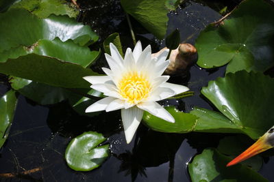 Lotus water lily in lake