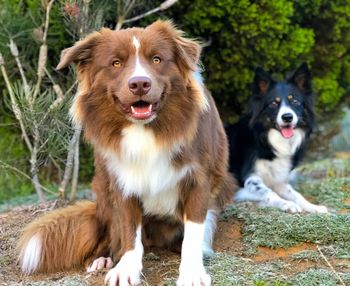 Portrait of dogs on field