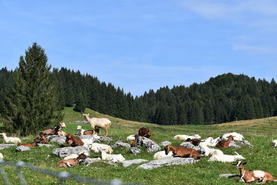 Panoramic view of sheep on field against sky
