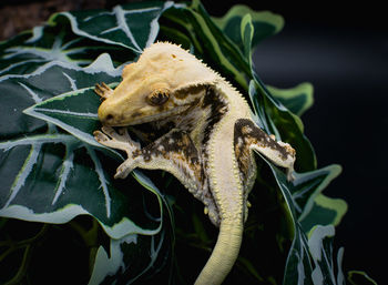 Close-up of lizard