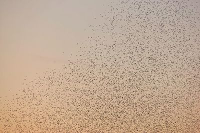 Low angle view of birds flying