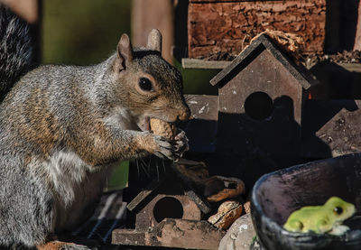 Close-up of squirrel