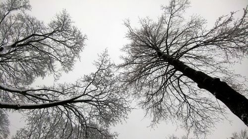 Low angle view of tree against sky