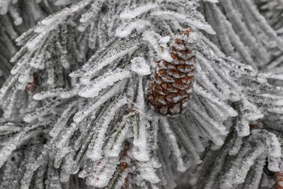 Close-up of snow on tree