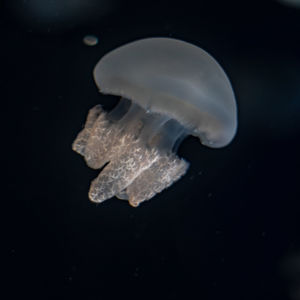 Close-up of jellyfish against black background