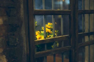 Close-up of yellow flowers