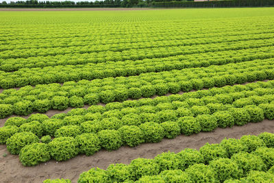 Scenic view of corn field