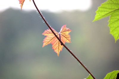 Close-up of maple leaf during autumn