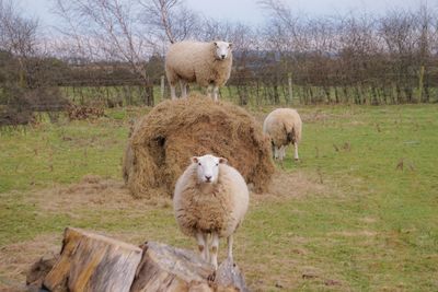 Sheep standing in a field