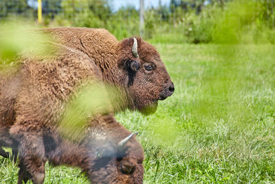 Close-up of a horse on field