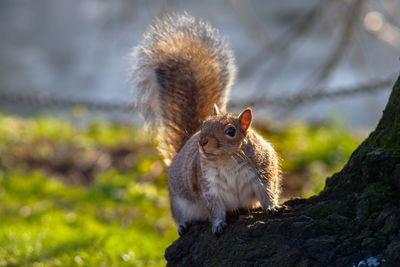 Close-up of an animal against blurred background