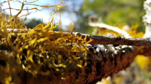 Close-up of plant against blurred background