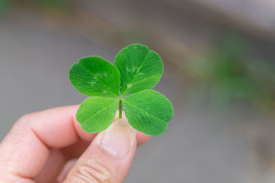 Close-up of hand holding leaf