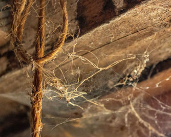Close-up of dried spider web on plant