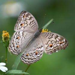 Close-up of butterfly pollinating on flower