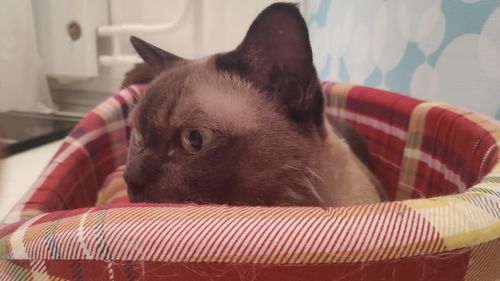 Close-up of a cat resting on bed