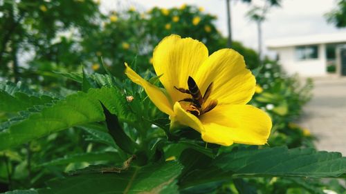 Close-up of yellow flower blooming outdoors