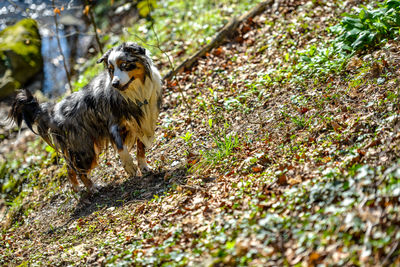 Dog in the woods