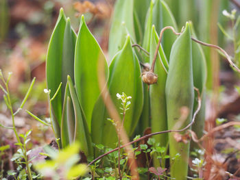 Close-up of flowering plant on field