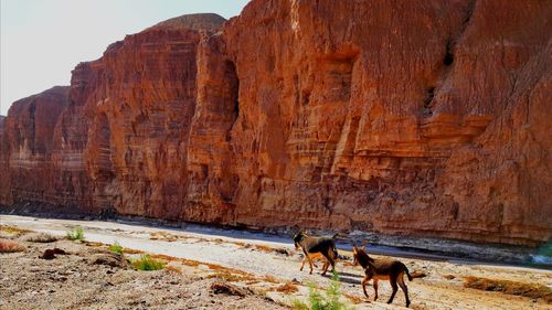 View of a horse on rock