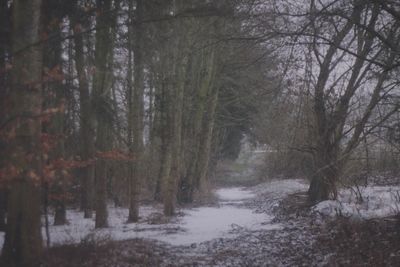 Trees in forest