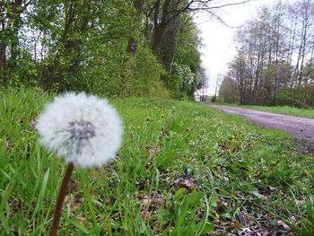 Close-up of dandelion on field