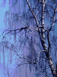 Low angle view of bare trees in forest during winter