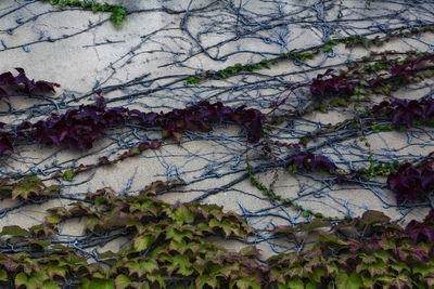 Low angle view of ivy growing on tree