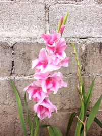 Close-up of pink flowers