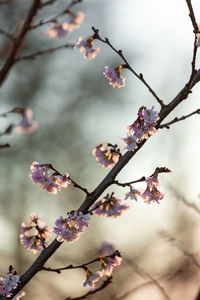 Close-up of cherry blossoms in spring