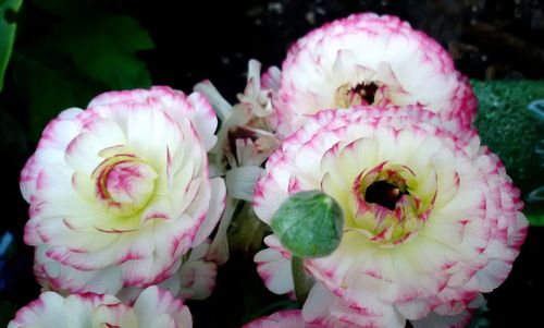 Close-up of pink flowers blooming outdoors