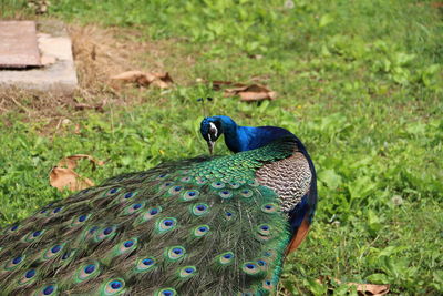 Close-up of peacock on field