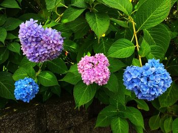 High angle view of purple flowering plants